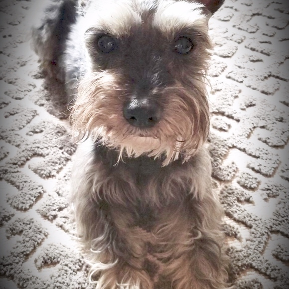 Meet your Posher, Rocio - Picture 3 of 5